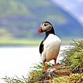 Puffin cliff side
